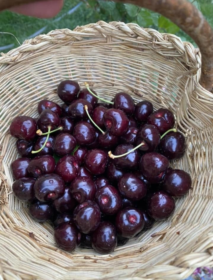Fresh Organic Cherries from Baltistan 🍒