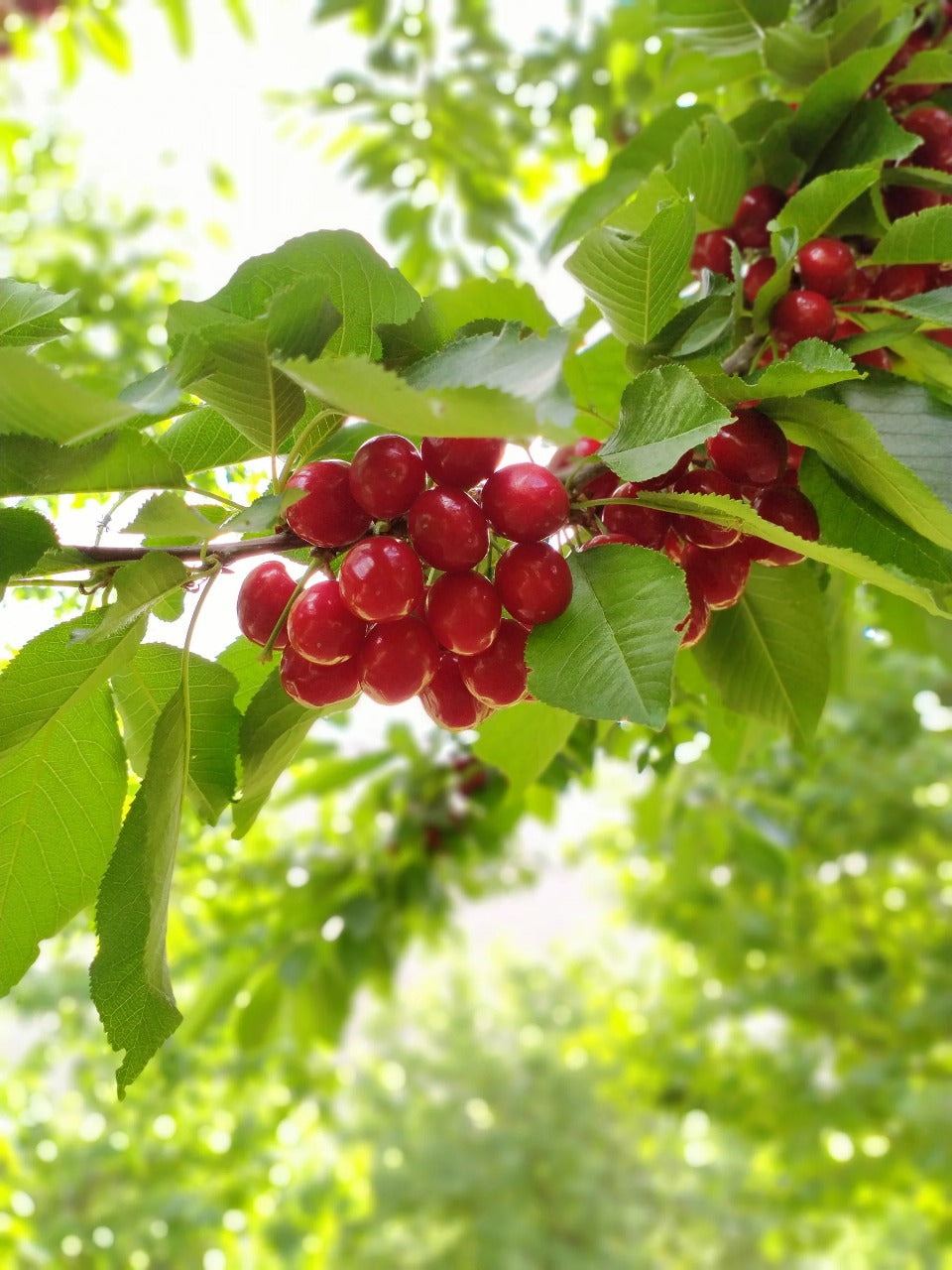 Fresh Organic Cherries from Baltistan 🍒